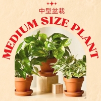 Medium Plant (Medium Size)