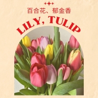 Lily, Tulip
